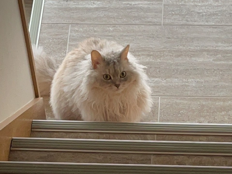 空き家を活かしてつくる、猫と心地よく暮らす住まい