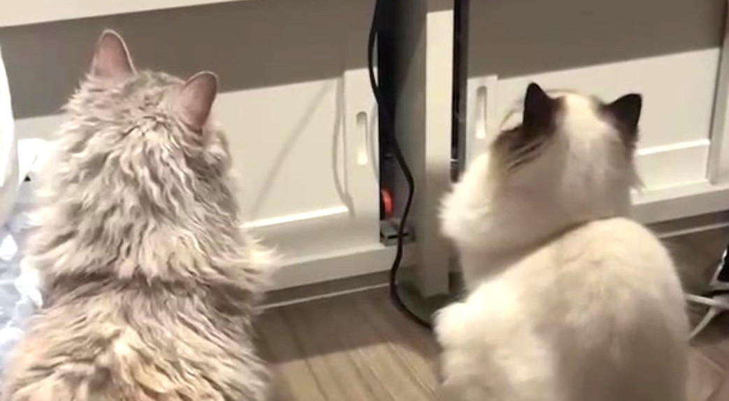 猫と暮らす家って、実際どうなの？理想と現実の話