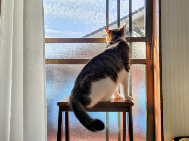 この家賃、高いと思いましたか？“猫と暮らす前提”でつくられた賃貸の話